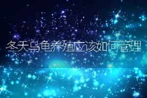 冬天乌龟养殖应该如何管理