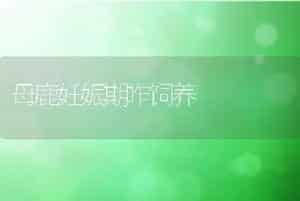 母鹿妊娠期咋饲养