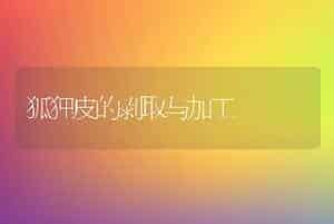 狐狸皮的剥取与加工