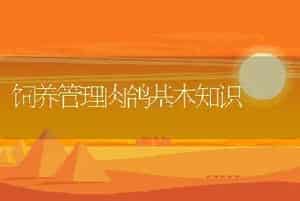 饲养管理肉鸽基本知识