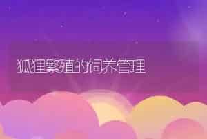 狐狸繁殖的饲养管理