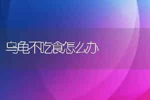 乌龟不吃食怎么办