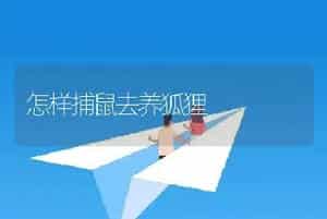 怎样捕鼠去养狐狸