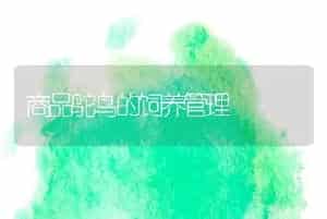 商品鸵鸟的饲养管理