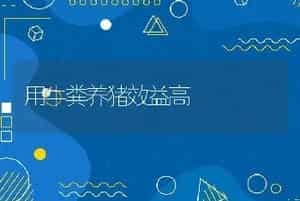 用牛粪养猪效益高