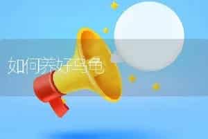 如何养好乌龟