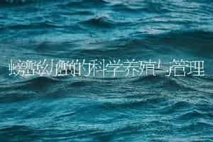 螃蟹幼蟹的科学养殖与管理