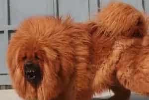 藏獒/西藏獒犬/雪山狮子资料介绍_藏獒/西藏獒犬/雪山狮子图片大全_藏獒/西藏獒犬/雪山狮子饲养方法