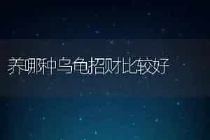 养哪种乌龟招财比较好