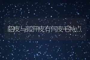 貂皮与狐狸皮有何皮毛特点