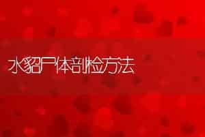 水貂尸体剖检方法