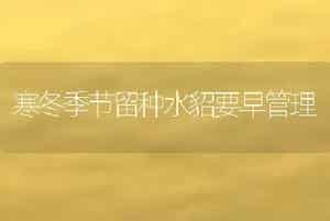 寒冬季节留种水貂要早管理