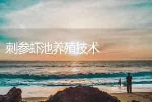 刺参虾池养殖技术