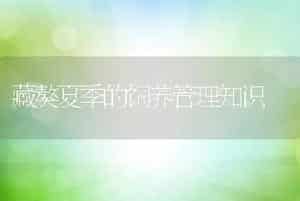 藏獒夏季的饲养管理知识