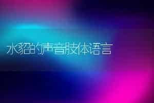 水貂的声音肢体语言
