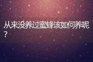 黄粉虫养殖过程