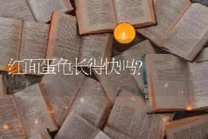 养一只博美每月费用要多少钱？
