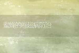 蜜蜂的卷翅病防治