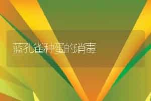 家兔的人工辅助交配法