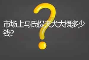 市场上马氏提夫犬大概多少钱？