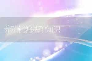 养殖鹌鹑基础知识