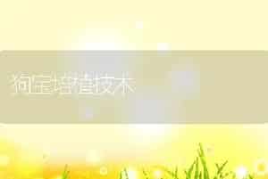 狗宝培植技术