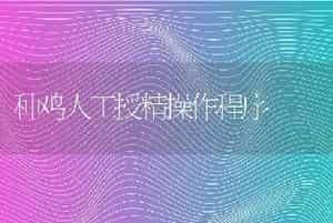 种鸡人工授精操作程序