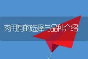 肉用狗的选择与品种介绍