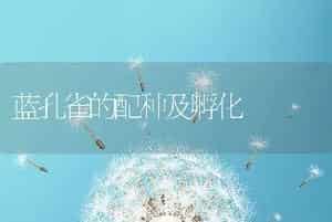 蓝孔雀的配种及孵化
