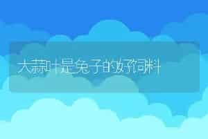大蒜叶是兔子的好饲料