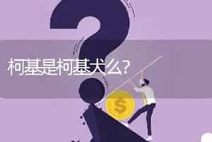 柯基是柯基犬么？