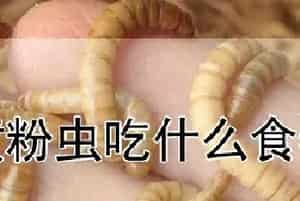 黄粉虫吃什么食物