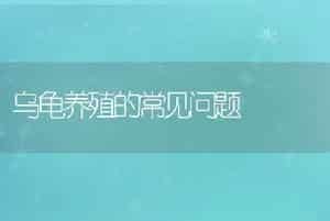 乌龟养殖的常见问题