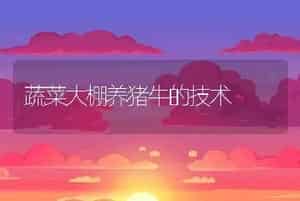 蔬菜大棚养猪牛的技术