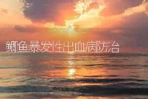 鲫鱼暴发性出血病防治