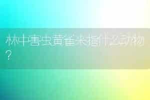 猫咪感有呼吸道疾病的时候打妙三多？