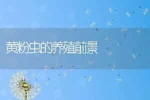 黄粉虫的养殖前景