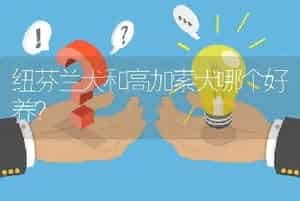 纽芬兰犬和高加索犬哪个好养？