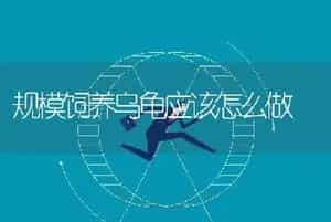 规模饲养乌龟应该怎么做
