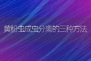 黄粉虫成虫分离的三种方法