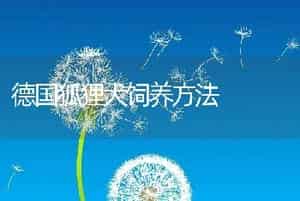 德国狐狸犬饲养方法