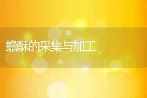 蟾酥的采集与加工