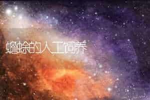蟾蜍的人工饲养