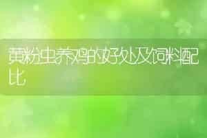 黄粉虫养鸡的好处及饲料配比