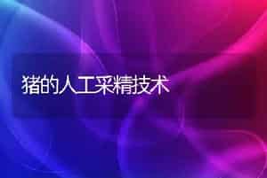 猪的人工采精技术