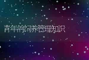 青年鸽饲养管理知识