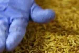 黄粉虫养殖技术，不同种虫的饲养方式不同