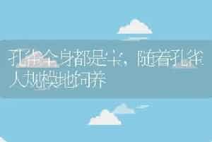 孔雀全身都是宝，随着孔雀大规模地饲养