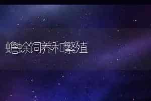 蟾蜍饲养和繁殖