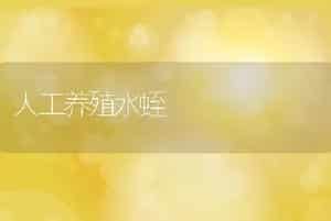 人工养殖水蛭